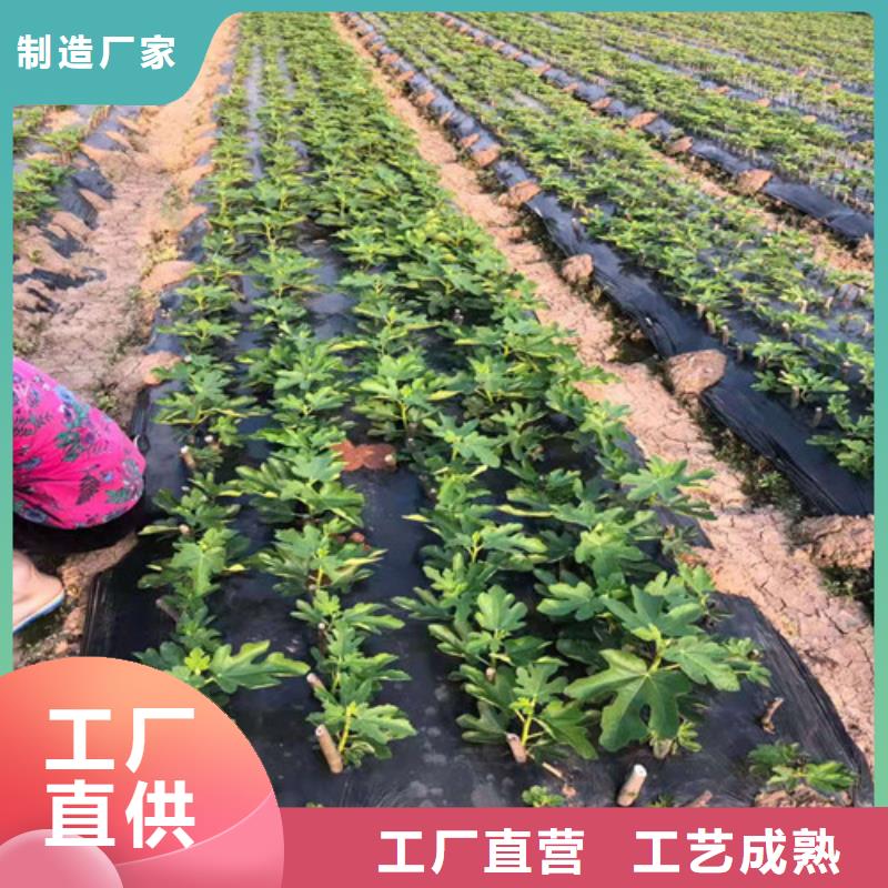 无花果樱桃树苗品质优选