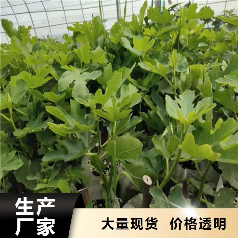 无花果早酥红梨品种全