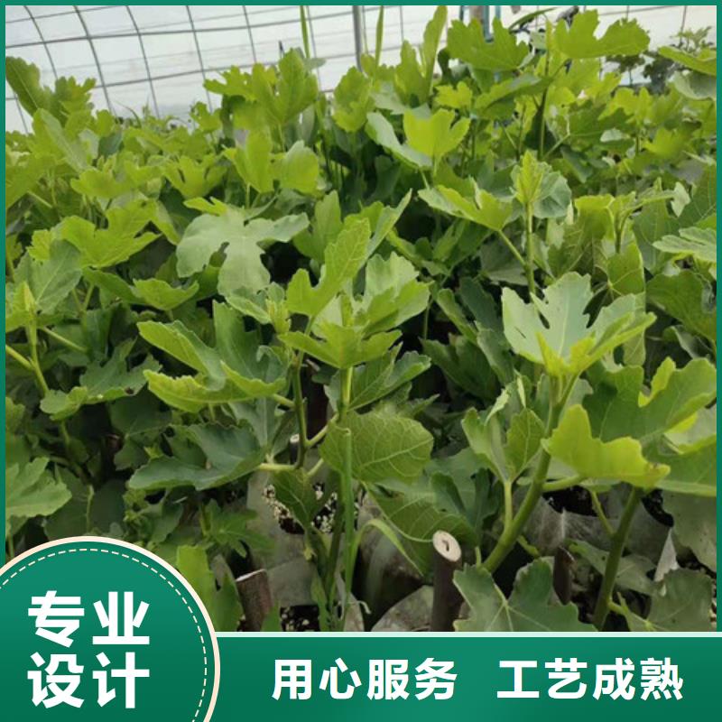 无花果草莓苗定制零售批发