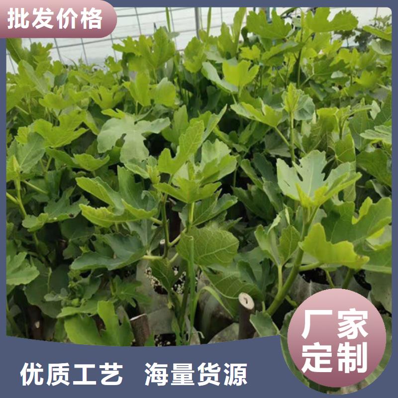 无花果山楂树苗支持加工定制