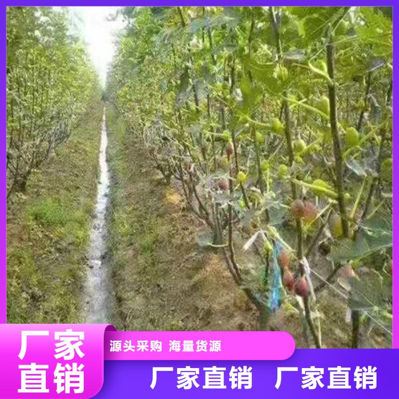 无花果樱桃树苗产品细节参数