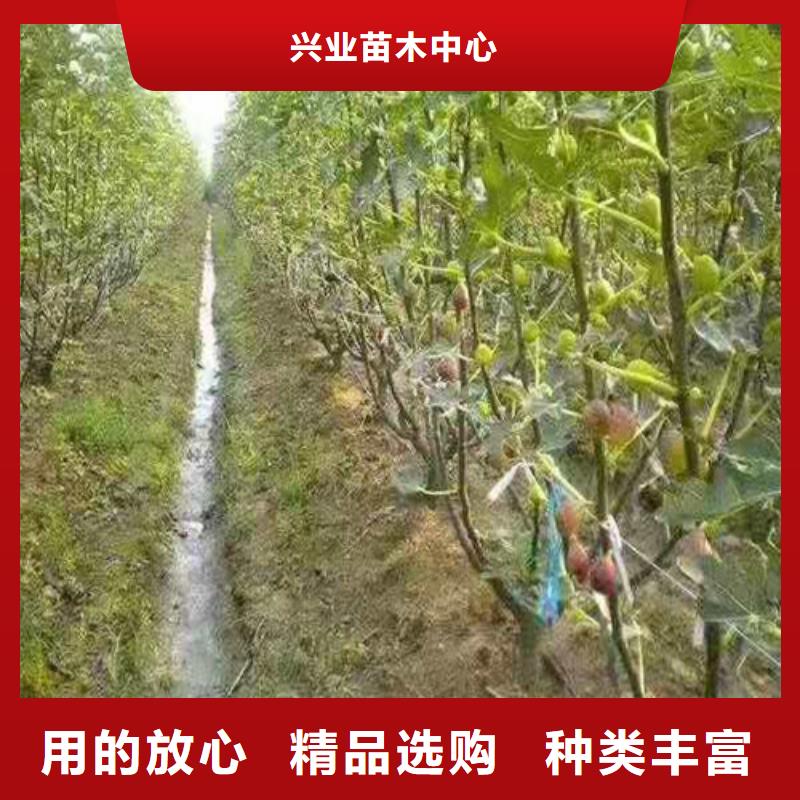 无花果大棚草莓苗可放心采购