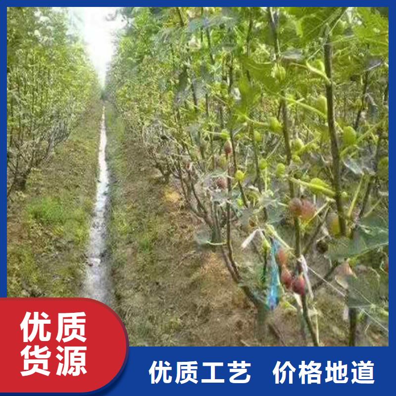 无花果樱桃树苗诚信厂家