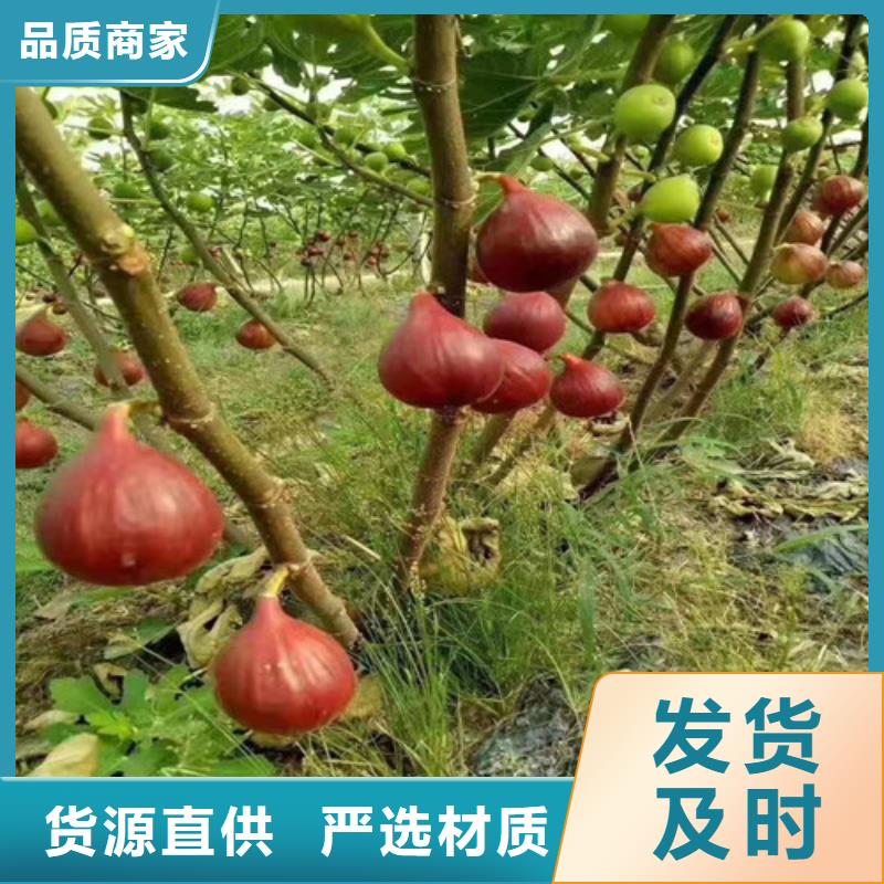 无花果-梨树苗一站式采购方便省心