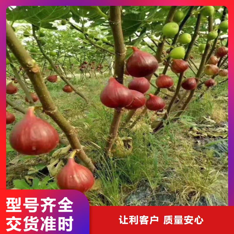 无花果-油蟠7-7值得买