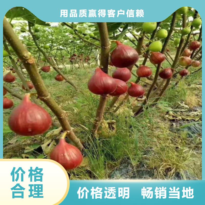 【无花果-苹果苗粘木好货有保障】