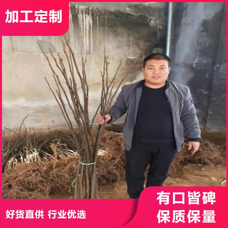 无花果,大雪枣苗厂家自营