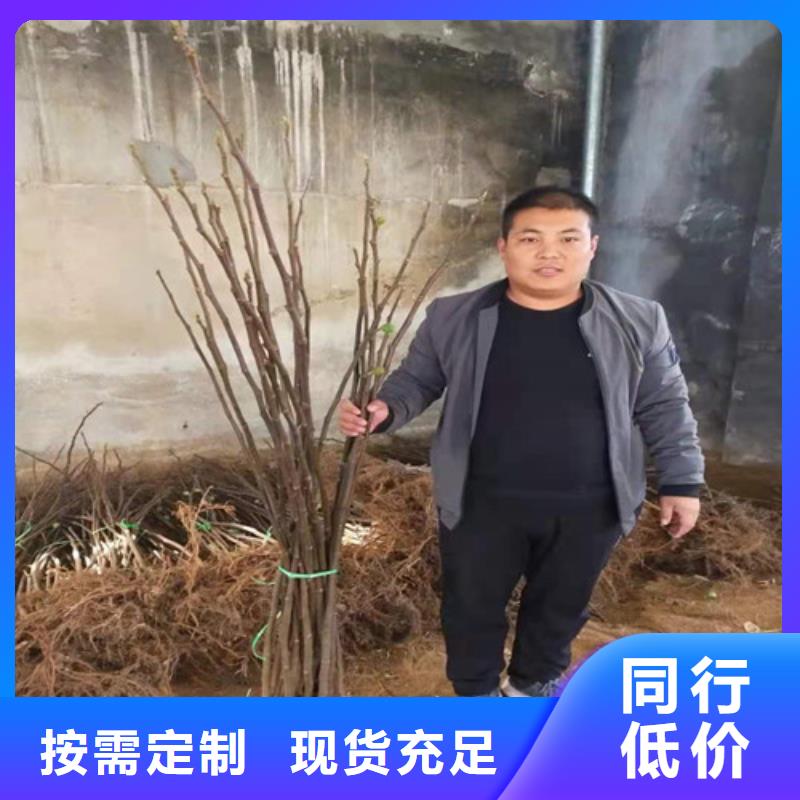 无花果梨树苗现货供应