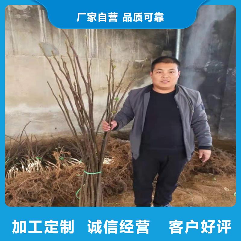 无花果,玉露香梨苗多种规格可选