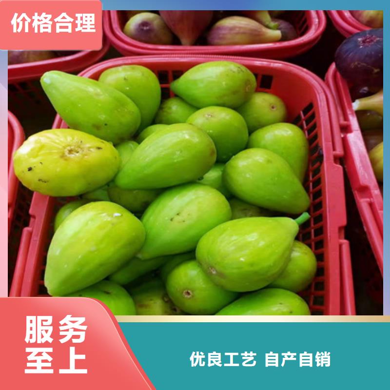 无花果_大棚草莓苗大品牌值得信赖