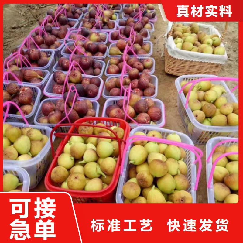 无花果樱桃树苗品质优选