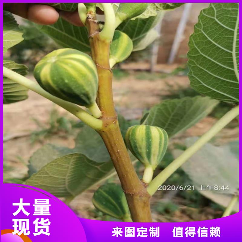 无花果_桃树苗款式多样