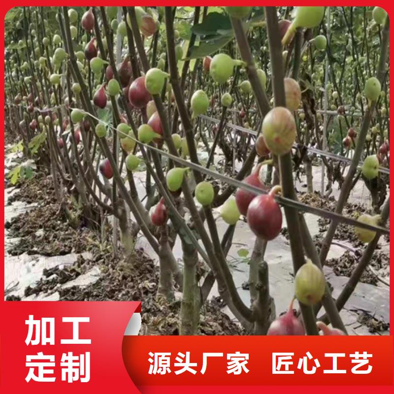 无花果樱桃树苗多年行业积累