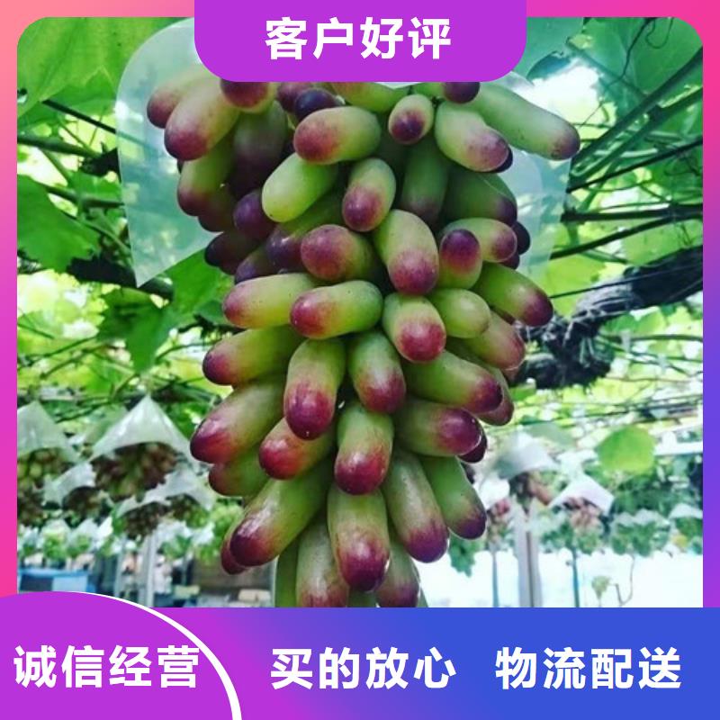 葡萄樱桃树苗质量安心