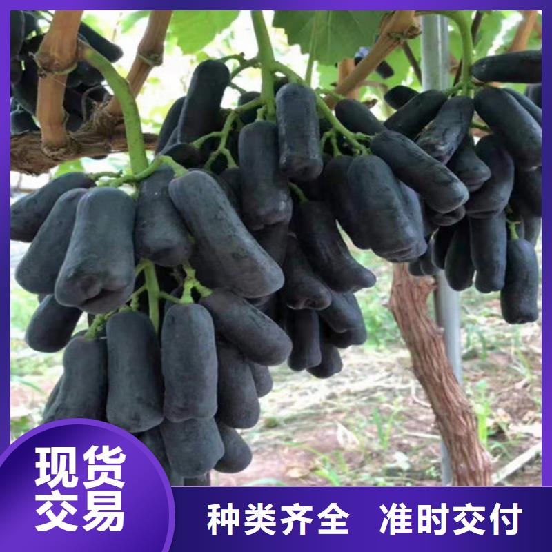 葡萄草莓苗层层质检