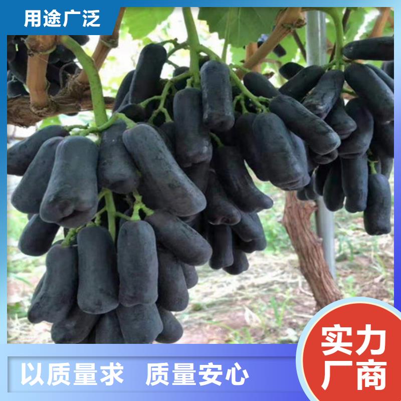 葡萄-无花果苗现货实拍