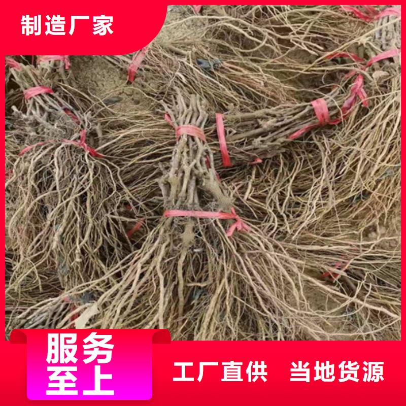 葡萄-无花果苗现货实拍