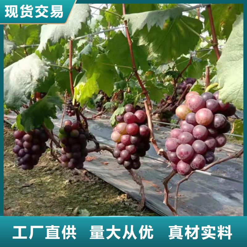 【葡萄】金银花树苗厂家直销安全放心