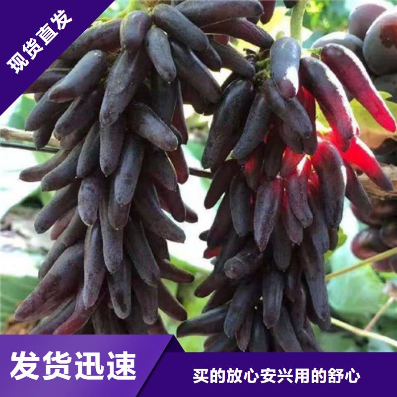 葡萄红颜草莓苗支持非标定制