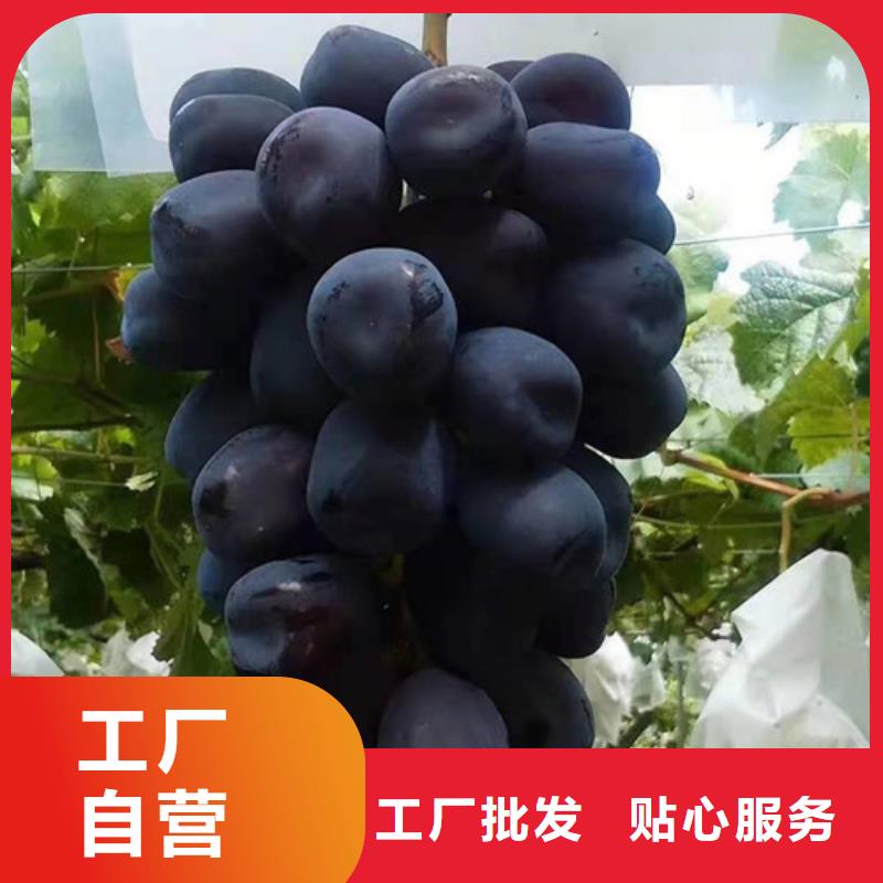 葡萄蓝莓苗精心打造