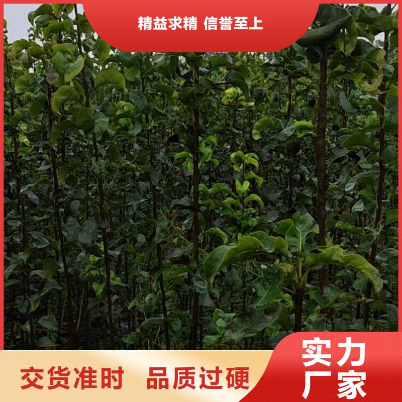 【梨】-奥红全红梨树苗定制定做