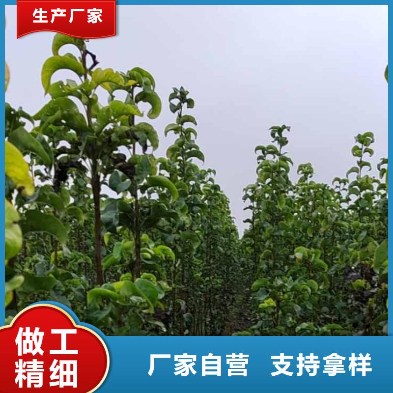 梨香酥梨树苗质检严格放心品质