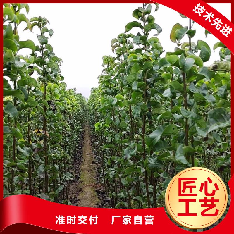 梨瑞蟠101桃树苗优良材质