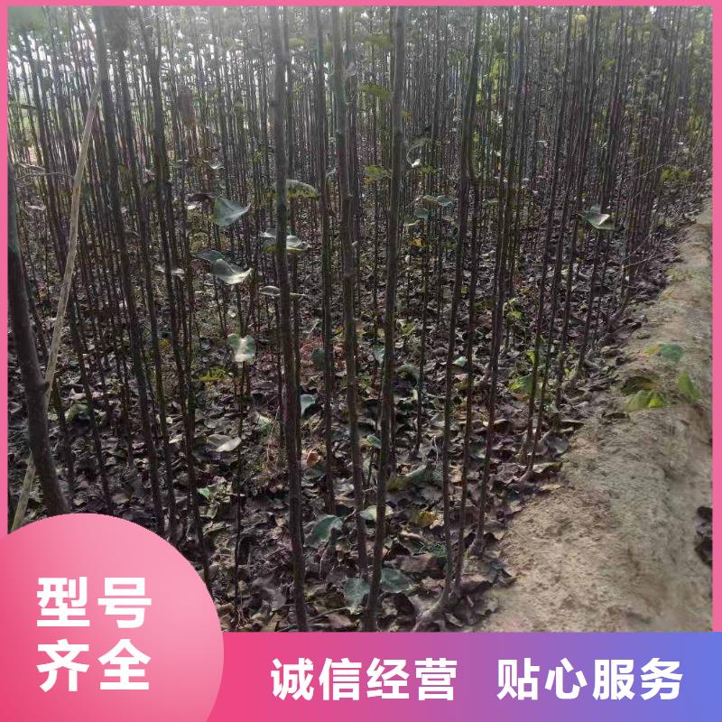 梨,海棠苗货品齐全