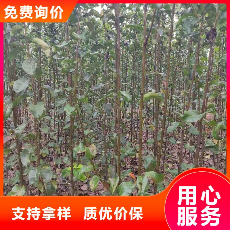 梨瑞蟠101桃树苗优良材质