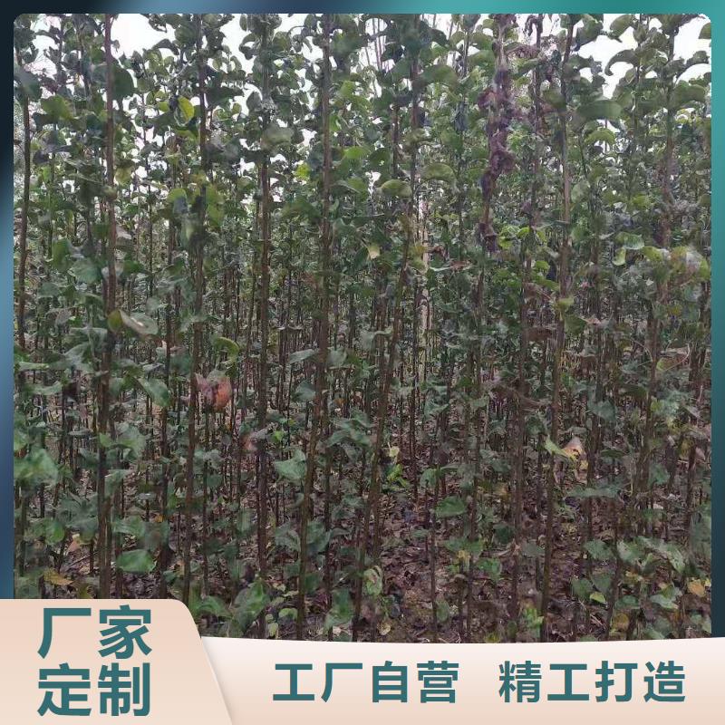 【梨】-奥红全红梨树苗工厂价格