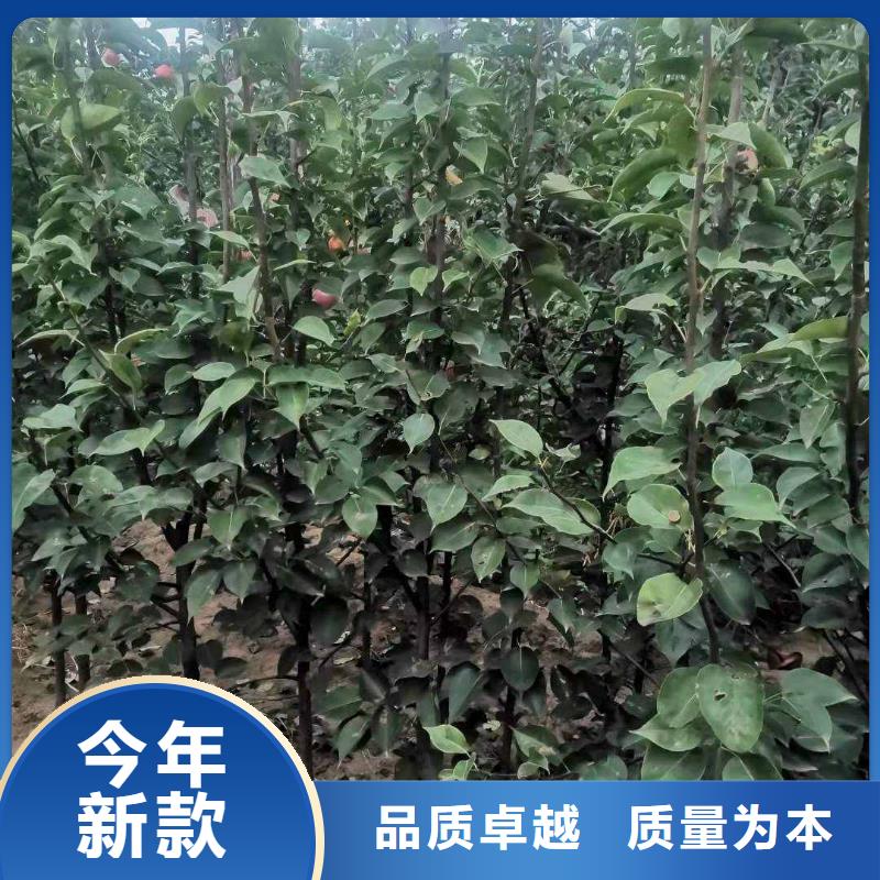 梨瑞蟠101桃树苗优良材质