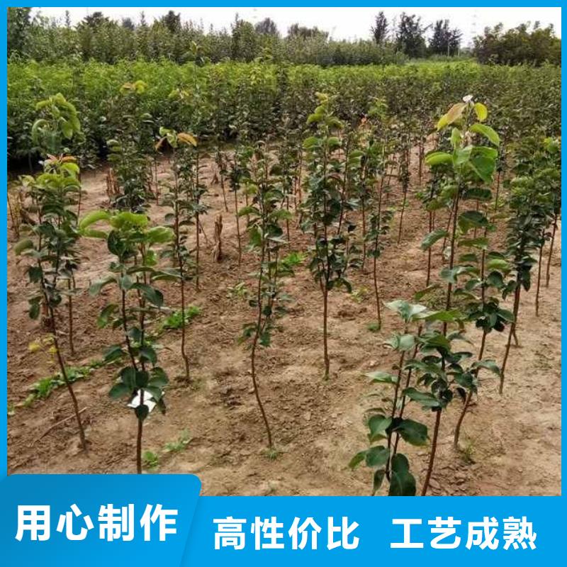 【梨】-奥红全红梨树苗定制定做