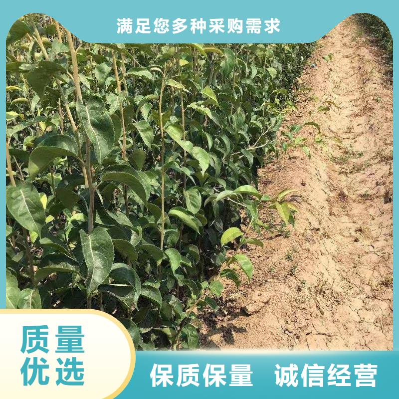 【梨】奥红全红梨树苗用心做产品