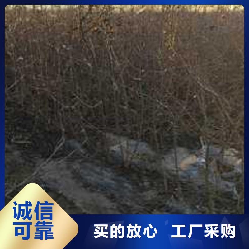 杜梨山桃苗质优价廉