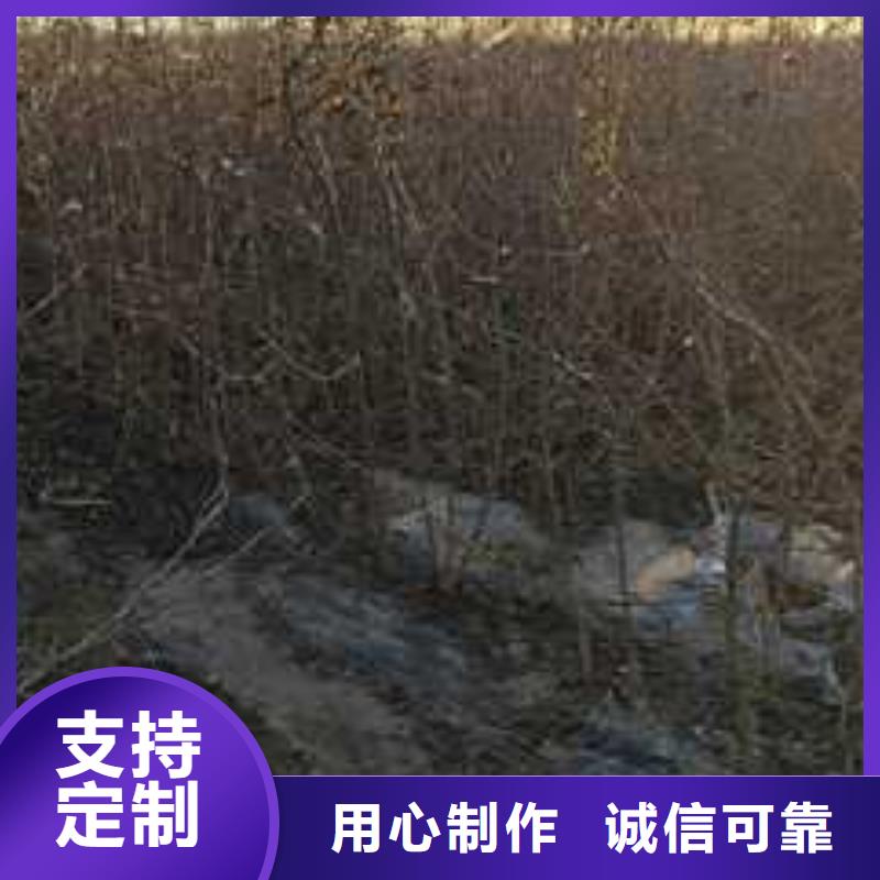 杜梨梨树苗基地支持货到付清