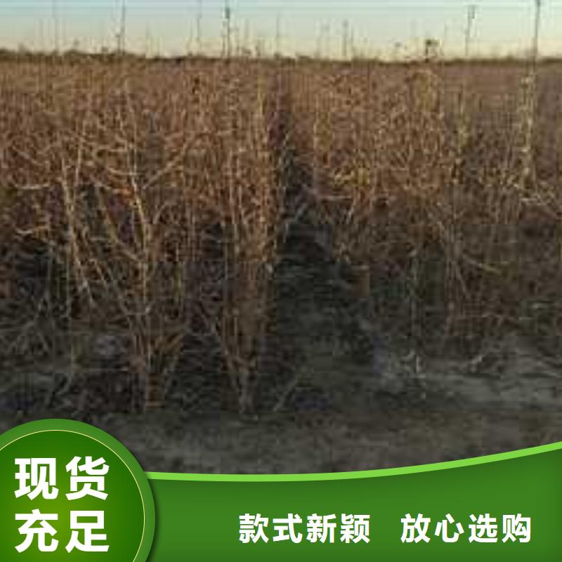 杜梨杜梨苗源头厂家量大价优