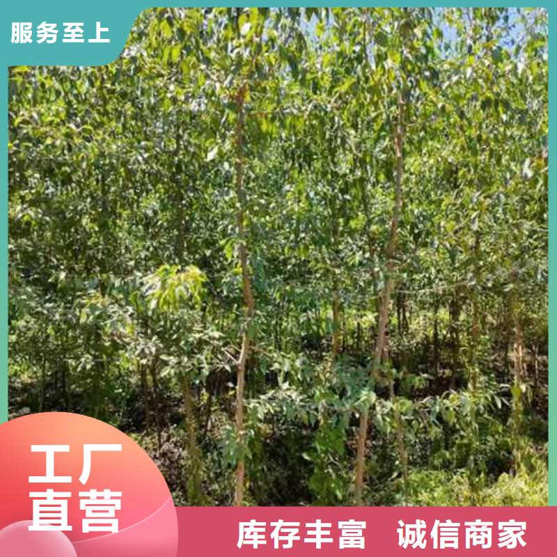 【杜梨-新梨7号梨树苗精品选购】