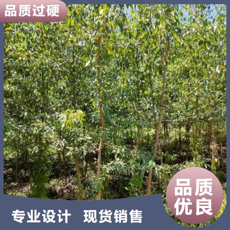 杜梨梨树苗基地厂家品控严格