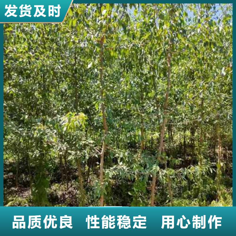 杜梨【梨树苗基地】价格实在