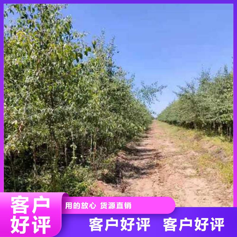 杜梨梨树苗基地标准工艺