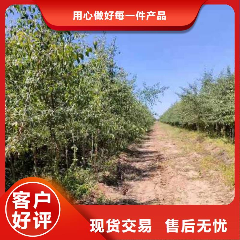 杜梨,梨树苗基地出货快