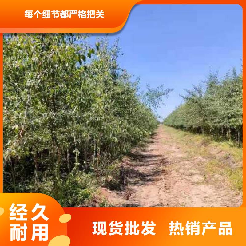 【杜梨】梨树苗基地优质工艺