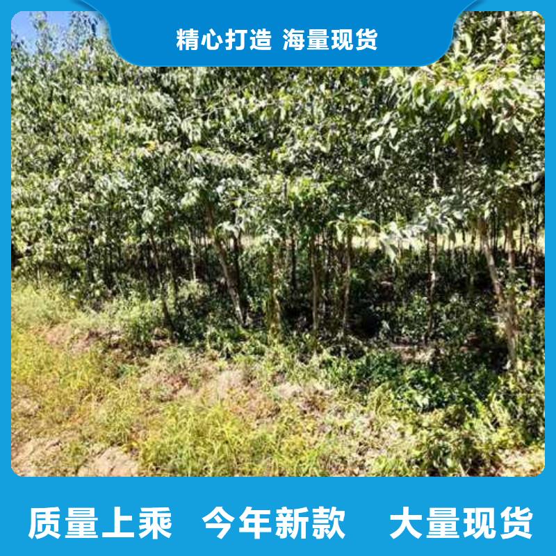 杜梨皇冠梨树苗适用范围广