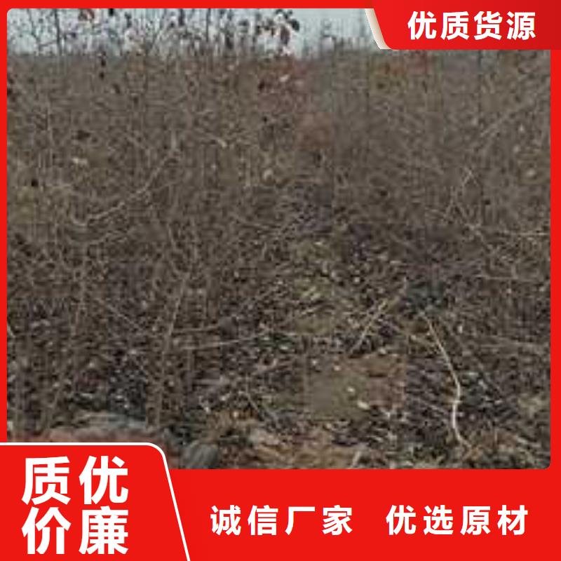 【杜梨梨树苗基地48小时发货】