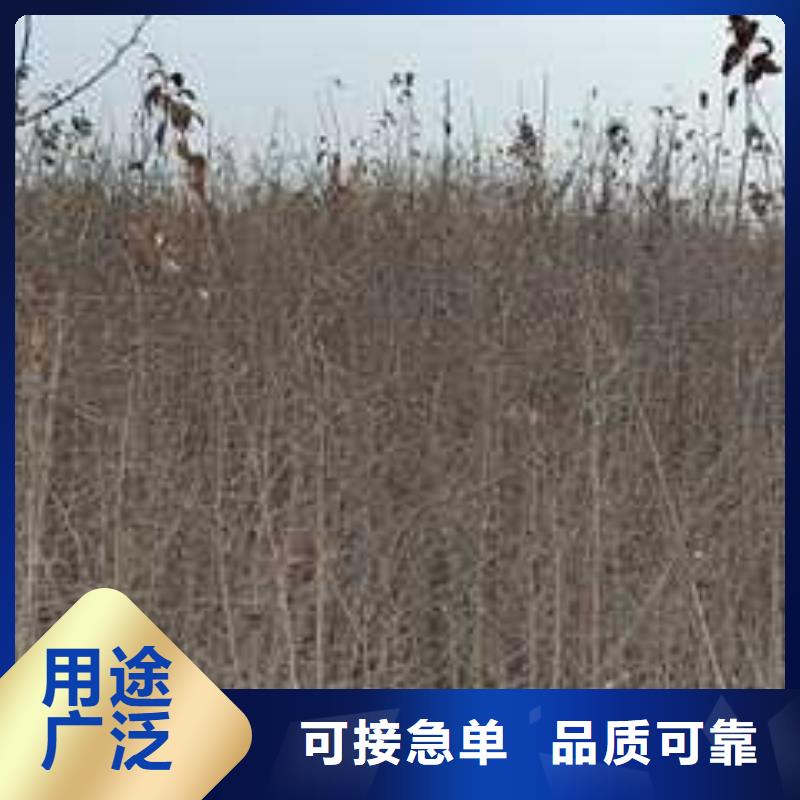 杜梨杜梨苗源头厂家量大价优