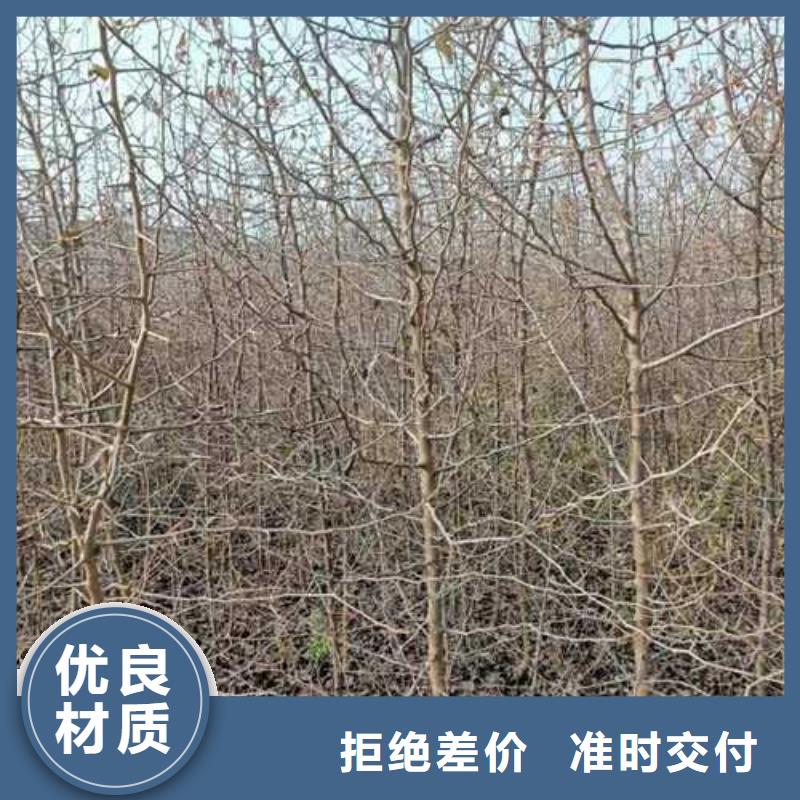 【杜梨梨树苗基地48小时发货】