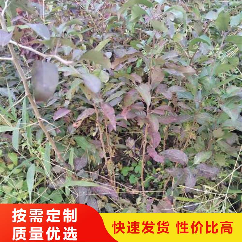 杜梨梨树苗基地厂家品控严格