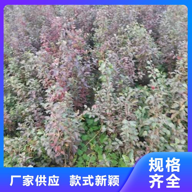 【杜梨-新梨7号梨树苗精品选购】