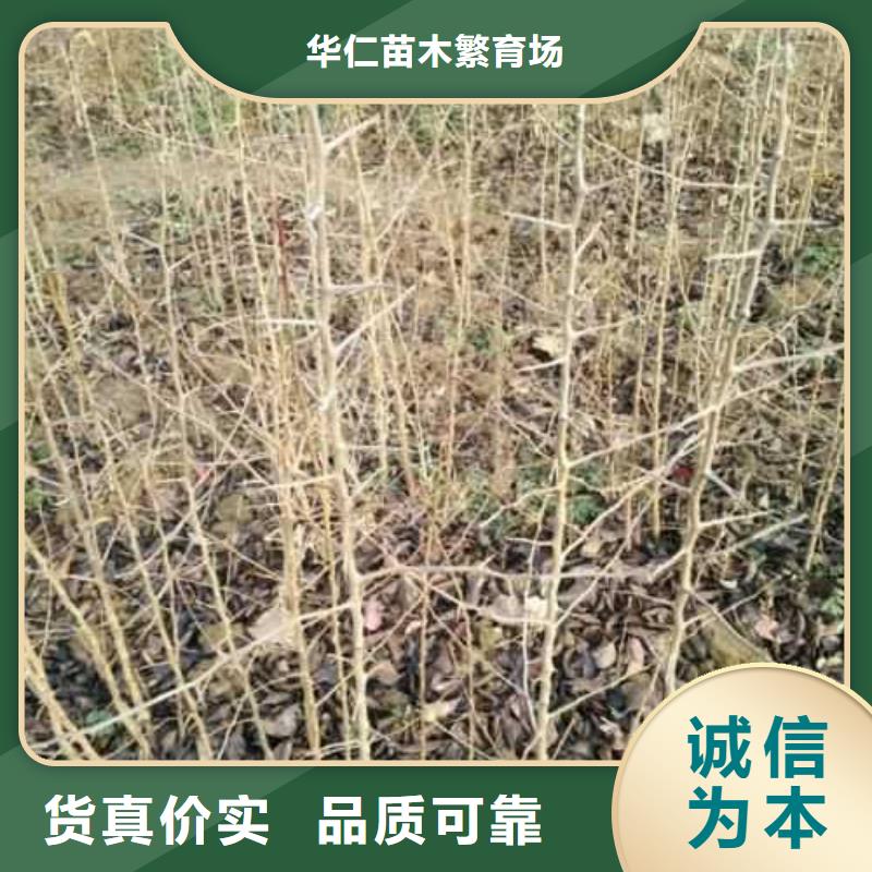 杜梨杜梨苗源头厂家量大价优