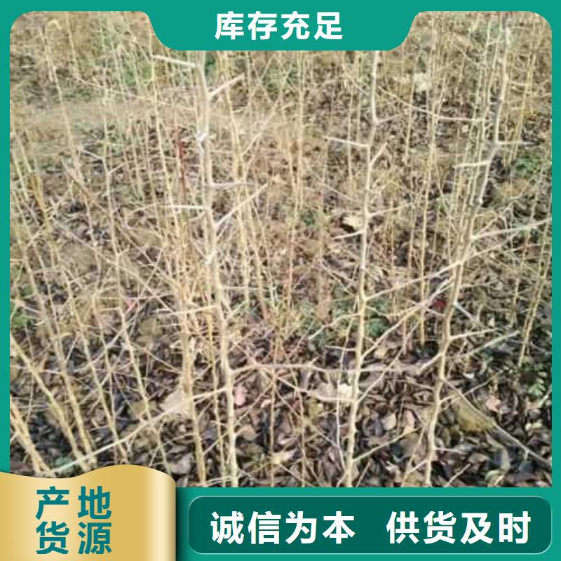 杜梨梨树苗基地标准工艺